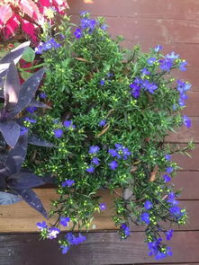 半边莲:半边莲,水中绽放的药用精灵