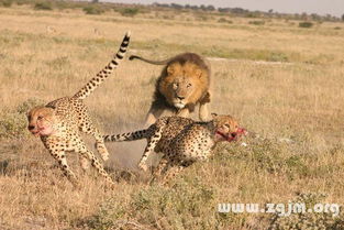 梦见被狮子追躲到树上:解密梦境,被狮子追赶,躲到树上—一场潜意识的内心探索 梦见被狮子追躲到树上:解密梦境,被狮子追赶,躲到树上—一场潜意识的内心探索