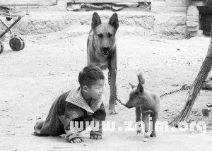 孕妇梦见一群狗:解密孕妇梦见一群狗,梦境背后的隐喻与心理暗示