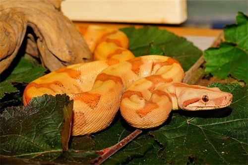 梦见两条大蟒蛇在水里:潜意识的隐喻,梦见两条大蟒蛇在水里,你读懂了什么?