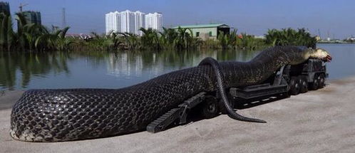 梦见两条大蟒蛇在水里:潜意识的隐喻,梦见两条大蟒蛇在水里,你读懂了什么? 梦见两条大蟒蛇在水里:潜意识的隐喻,梦见两条大蟒蛇在水里,你读懂了什么?