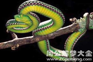 梦见两条大蟒蛇在水里:潜意识的隐喻,梦见两条大蟒蛇在水里,你读懂了什么? 梦见两条大蟒蛇在水里:潜意识的隐喻,梦见两条大蟒蛇在水里,你读懂了什么?