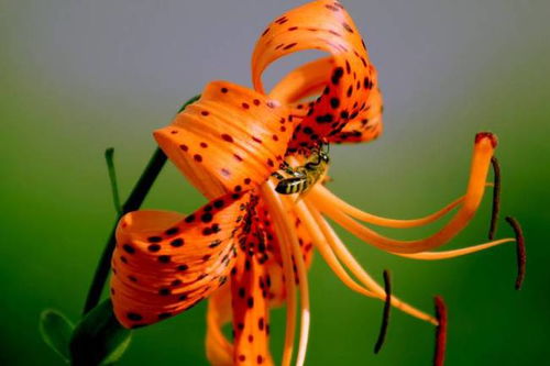 生肖猴与生肖马姻缘如何：生肖猴与马的姻缘，相生相克还是和谐共处？