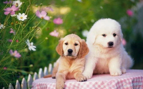 2019年猴狗结婚吉日:2019年猴狗结婚吉日,传统命理与择吉指南 2019年猴狗结婚吉日:2019年猴狗结婚吉日,传统命理与择吉指南