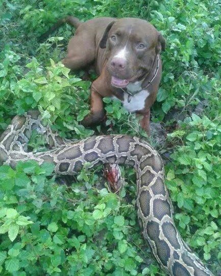 狗和蛇姻缘合不合婚:狗和蛇的姻缘,合婚与否的真相揭秘! 狗和蛇姻缘合不合婚:狗和蛇的姻缘,合婚与否的真相揭秘!