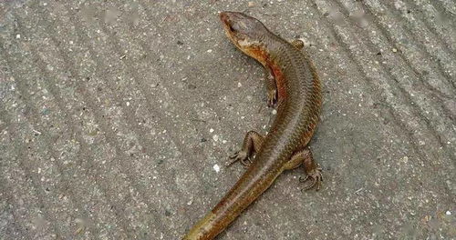 狗和蛇姻缘合不合婚:狗和蛇的姻缘,合婚与否的真相揭秘!