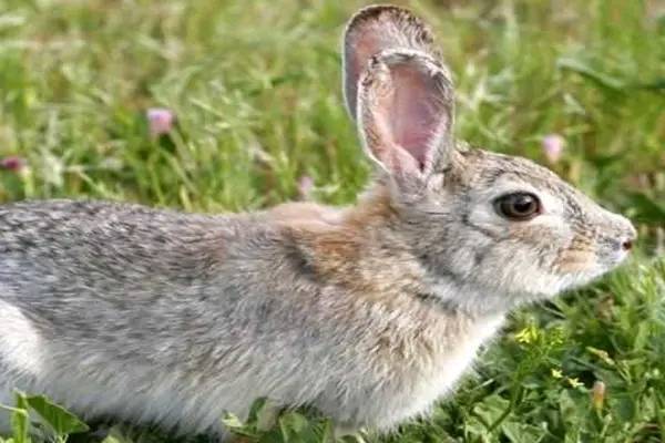 属兔女几月出生最旺夫:属兔女农历三月、七月、八月出生最旺夫?传统命理与新时代婚恋观的融合解读