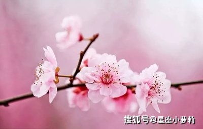 桃花7朵姻缘星5颗:桃花七朵,姻缘五颗,破解命理中的爱情密码