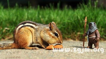 已婚女人梦见死老鼠什么征兆:已婚女人梦见死老鼠,解密梦境中的隐喻与暗示