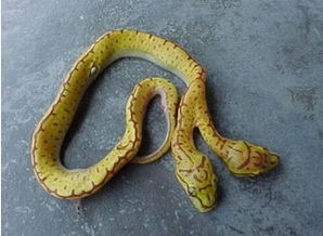 女人梦见自己右脚被蛇咬了:解密梦境,女人梦见右脚被蛇咬,背后隐藏的深意是什么? 女人梦见自己右脚被蛇咬了:解密梦境,女人梦见右脚被蛇咬,背后隐藏的深意是什么?