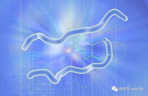 血小板低怎么治疗:血小板减少的应对之道,科学指南与治疗策略 血小板低怎么治疗:血小板减少的应对之道,科学指南与治疗策略