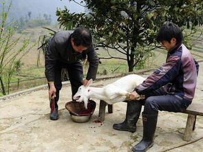 梦见被杀是什么意思:梦中惊魂,解析梦见被杀背后的隐喻 梦见被杀是什么意思:梦中惊魂,解析梦见被杀背后的隐喻
