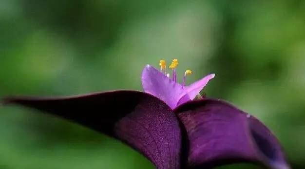 紫叶酢浆草:紫色梦幻,触手生绿—探秘生命力顽强的紫叶酢浆草