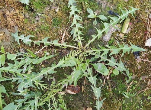 荠菜图片大全大图:荠菜图片大全大图,教你识别、采摘和烹饪美味荠菜 荠菜图片大全大图:荠菜图片大全大图,教你识别、采摘和烹饪美味荠菜