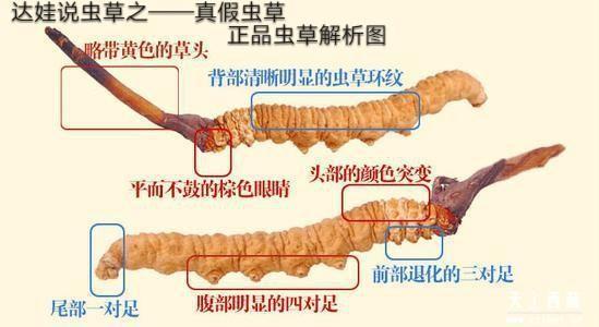 真假虫草的区别图片:真假虫草的区别图片,一看就懂!