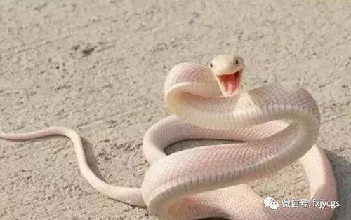 女人梦见彩色的蛇:梦中蛇影藏玄机,解密女人梦见彩色蛇的隐喻