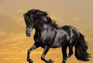 属马:嘶鸣千里马精神—属马人的性格密码与命运图谱