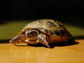 梦见乌龟是好事还是坏事:梦见乌龟是吉兆还是警示?传统文化与现代科学的解读