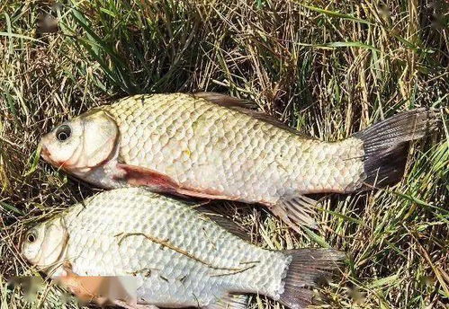 梦见鱼吃鱼:解密梦境,梦见鱼吃鱼,潜意识的暗流涌动