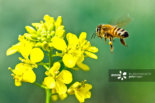 为什么那两瓣是黑的里边粉怎么办:园艺问答为什么那两瓣是黑的里边粉?探究植物异常变色的原因与对策