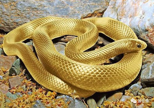 已婚女人梦见蛇是什么意思啊:已婚女性梦见蛇,是预兆还是内心的映射?