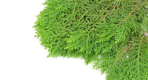 侧柏叶治疗脱发的使用方法:侧柏叶治疗脱发的民间偏方与实用指南