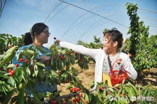 dedecms山西:DedeCMS助力山西网站高效建设,打造地方特色内容平台