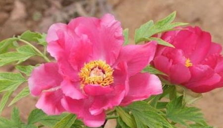 2024属猴男结婚吉日:2024属猴男结婚吉日,喜结良缘,幸福美满 2024属猴男结婚吉日:2024属猴男结婚吉日,喜结良缘,幸福美满