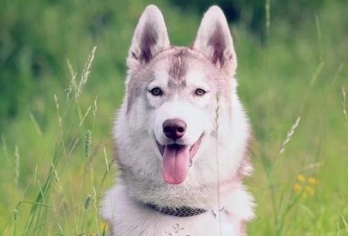 属狗2023年有大喜缠身：属狗人2023年鸿运当头，大喜缠身，福星高照的吉兆！