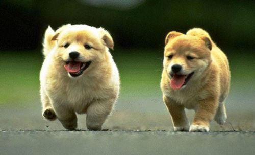 属狗2023年有大喜缠身：属狗人2023年鸿运当头，大喜缠身，福星高照的吉兆！