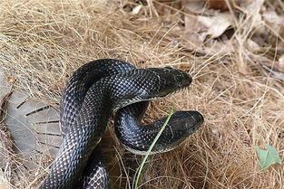 女人做梦梦见黑蛇好不好:女人梦见黑蛇,神秘符号背后的深层含义解析 女人做梦梦见黑蛇好不好:女人梦见黑蛇,神秘符号背后的深层含义解析