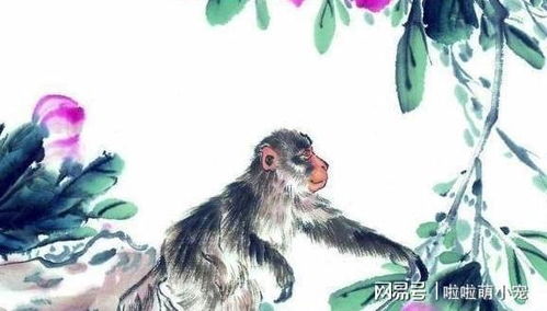 68年属猴55岁命中注定2023：68年属猴55岁必遇贵人！2023年运势大转折，命中注定事业家庭双丰收