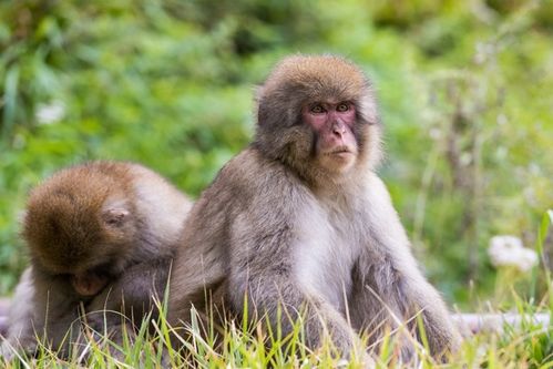 68年属猴55岁命中注定2023：68年属猴55岁必遇贵人！2023年运势大转折，命中注定事业家庭双丰收