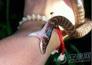 梦到被蛇追着咬是什么意思：解密梦境，梦到被蛇追着咬是什么意思？