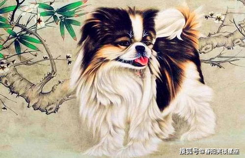 82年女属狗的姻缘怎样:揭秘82年女属狗的姻缘命运,忠诚、固执与幸福的平衡之道 82年女属狗的姻缘怎样:揭秘82年女属狗的姻缘命运,忠诚、固执与幸福的平衡之道