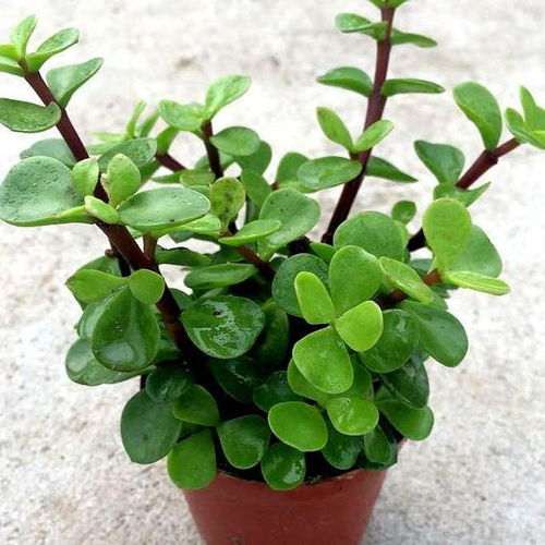 十大养不死的花:轻松养活!新手必看的十大养不死的花 十大养不死的花:轻松养活!新手必看的十大养不死的花