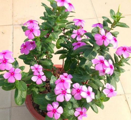 十大养不死的花:轻松养活!新手必看的十大养不死的花 十大养不死的花:轻松养活!新手必看的十大养不死的花