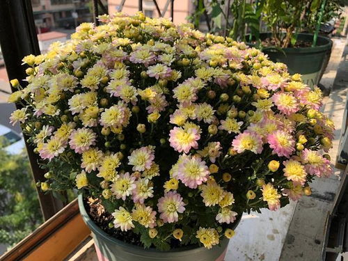 十大养不死的花:轻松养活!新手必看的十大养不死的花 十大养不死的花:轻松养活!新手必看的十大养不死的花