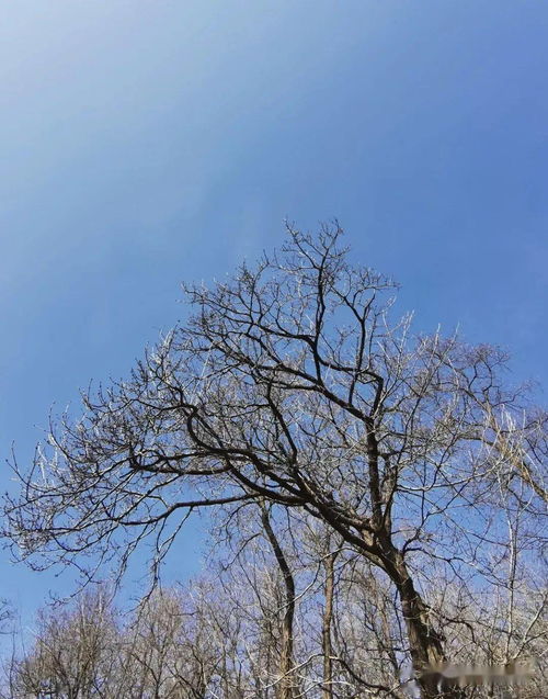 金樱子图片：金樱子图片，自然之美与实用价值