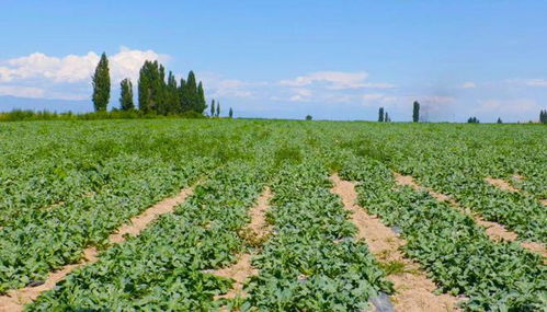 中药材种植基地简介:中药材种植基地简介 中药材种植基地简介:中药材种植基地简介