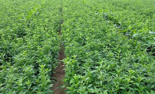 中药材种植基地简介:中药材种植基地简介 中药材种植基地简介:中药材种植基地简介