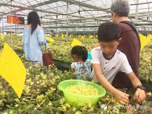 中药材种植基地简介:中药材种植基地简介 中药材种植基地简介:中药材种植基地简介