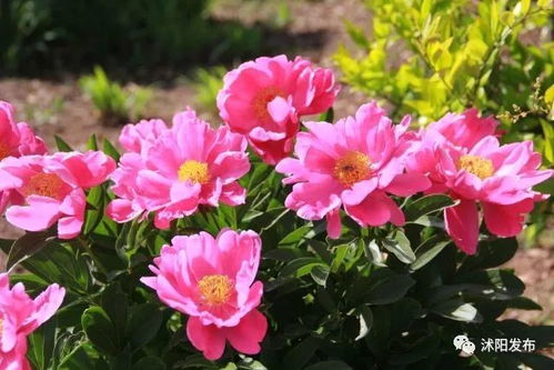 苏北花卉被执行870439元 苏北花卉被执行870439元