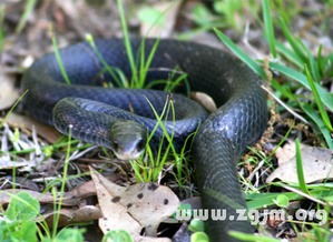 梦到蛇是什么寓意周公解梦:梦到蛇是什么寓意?周公解梦全解析 梦到蛇是什么寓意周公解梦:梦到蛇是什么寓意?周公解梦全解析