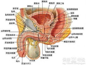 男性硬起来是往上翘的吗:男性勃起时生殖器方向的科学解析