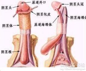 男性硬起来是往上翘的吗:男性勃起时生殖器方向的科学解析 男性硬起来是往上翘的吗:男性勃起时生殖器方向的科学解析
