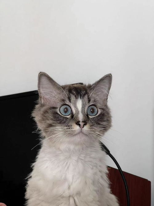 梦见猫说话是什么预兆:梦见猫说话是什么预兆?传统文化与现代解读