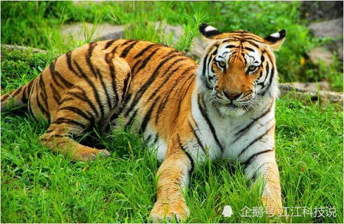 86年属虎命中几个孩子:1986年属虎人命中子女数解析,命理规律与人生选择的双向影响