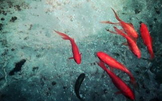 女人梦到鱼预示着什么:梦里游来鱼,好运还是厄运?女人梦到鱼预示着什么? 女人梦到鱼预示着什么:梦里游来鱼,好运还是厄运?女人梦到鱼预示着什么?