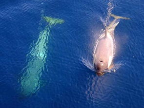 女人梦到鱼预示着什么:梦里游来鱼,好运还是厄运?女人梦到鱼预示着什么?